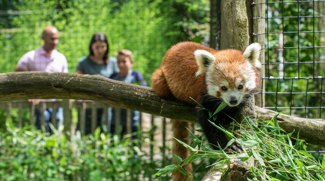 Trevor Zoo, Millbrook